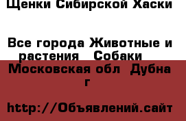 Щенки Сибирской Хаски - Все города Животные и растения » Собаки   . Московская обл.,Дубна г.